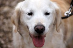 bilderstrecke_hundeschule_axelwoehr_01.jpg
