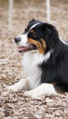bilderstrecke_hundeschule_axelwoehr_02.jpg